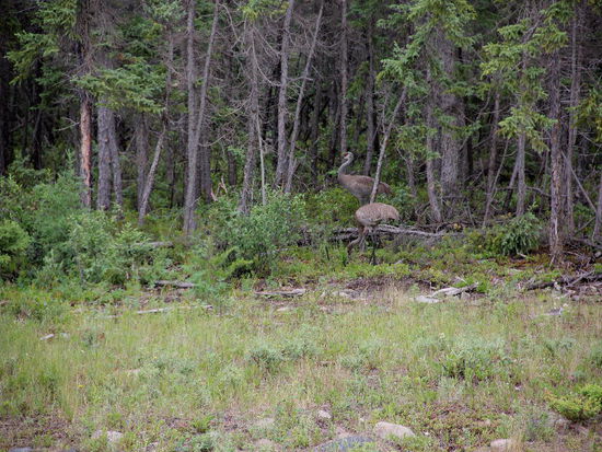 Zwei Kraniche stolzieren am Waldrand...