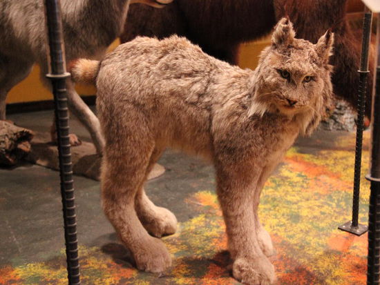 Ein Luchs im Bride-Museum...; sind sehr scheu und selten zu sehen...; immerhin - Kathrin hatte einen gesehen - ich selber muss ja auf die Strasse gucken...