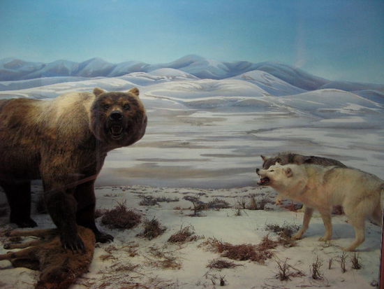 Bär und Wölfe buhlen um die Beute...