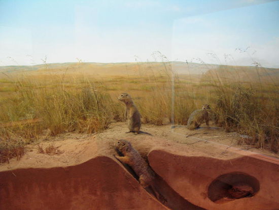 So leben die aufmerksamen Erdmännchen...