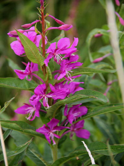 Erfreuen uns an den kräftigen Farben des Fireweed (Waldweidenröschen)...