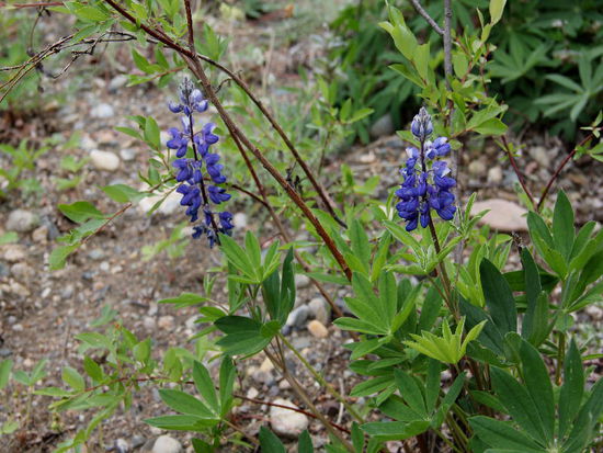 Kathrin entdeckt wilde Lupinen am Strassenrand...