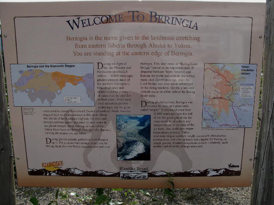 Interessant, wie die Beringsee einmal Nordamerika und Europa als feste Brücke verband...; eine riesige Steppe mit vielen Tieren...