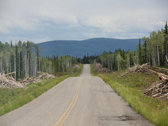Um die Strassen und deren Benützer vor umstürzenden Bäumen zu schützen, werden Schneisen angelegt...; die Bäume werden mit Baggern kurzerhand umgestossen und zu Haufen zusammengeführt...