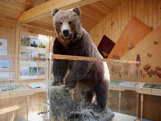 Im Häuschen nebenan - ein Grizzlybär...