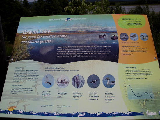 Ein Eldorado für Zugvögel...; jedes jahr das selbe Schauspiel - rund 250'000 Kanadagänse fliegen durch diesen Graben zu ihrem Winterquartier...