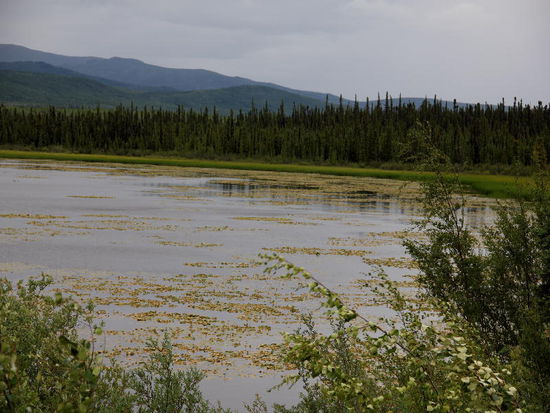 Der See voller Wasserlilien...