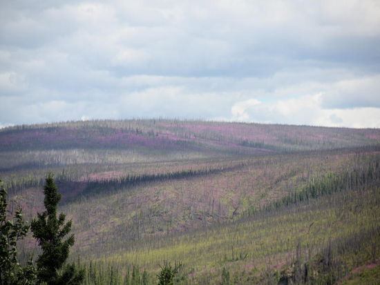 Ganze Hänge sind voll mit dem rosa leuchtenden Fireweed (Waldweidenröschen), welches sich nach den ausgedehnten Waldbränden jeweils rasch verbreitet...