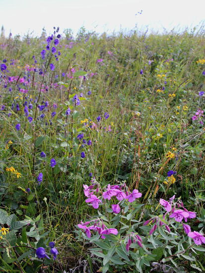 Kathrin widmet sich auf dem Rückweg den Blumen am Wegesrand...