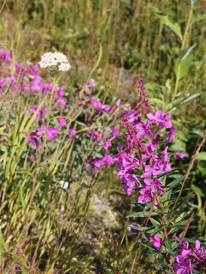Und immer wieder - Fireweed und Schafgarbe...