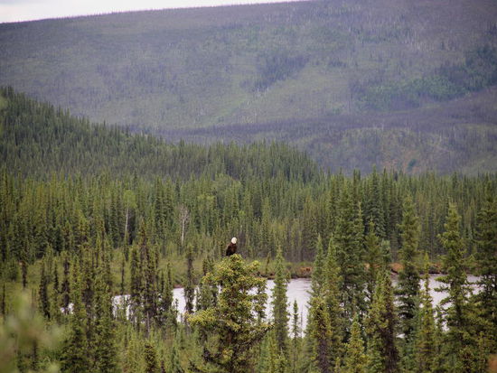 Wir fahren in die Umgebung hinaus und entdecken einen Weisskopfseeadler...