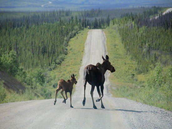 Offenbar haben wir sie aufgeschreckt...; eine Elchkuh mit ihrem Kalb trabt vor dem Auto her und verschwindet im Wald...; der Tag beginnt ja richtig gut...
