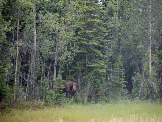 Zuvor haben sie vor dem Wald friedlich gegrast - ein Auto hat sie aber in den Wald verscheucht...; Elch-Kuh und Kalb äugen wieder hervor, bis sie endgültig im Wald verschwinden...