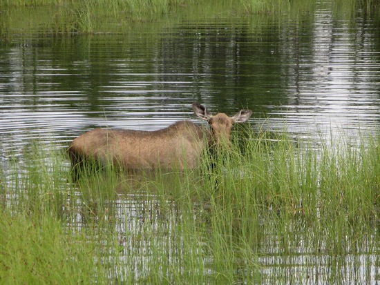 Da - eine Elchkuh im Wasser...; eine Zweite verschwindet  mit ihrem Kalb im Wald...