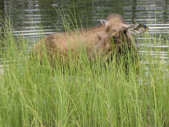 Sie beobachtet uns, wir sie...