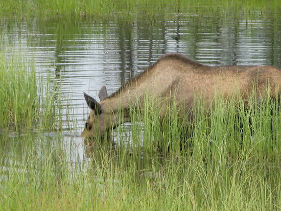 Durch knatterndes Motorengeräusch wird sie aufgeschreckt und trabt im seichten Wasser davon Richtung Wald...; ein herrliches Erlebnis...