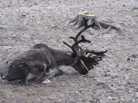 Karibou im Gehege...