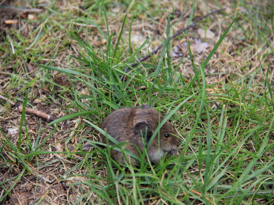 Wilde Tiere haben wir heute etliche gesehen...; da gesellt sich Mäuschen noch dazu...