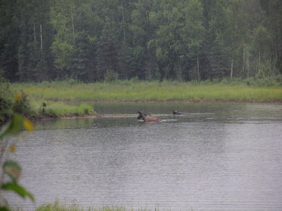 Erwischt beim Bad im kalten Wasser...