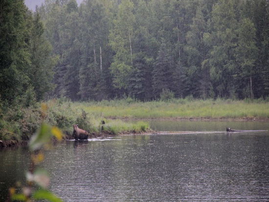 Ich glaub, mich knutscht ein Elch...!
