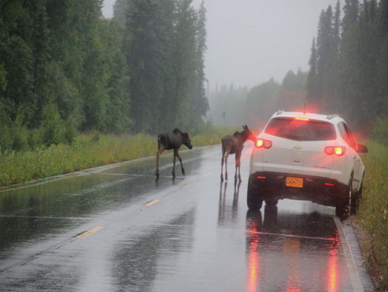Ne, wir bleiben lieber eine Weile  auf der Strasse...; im Gras ist es so nass... und die können uns mal...