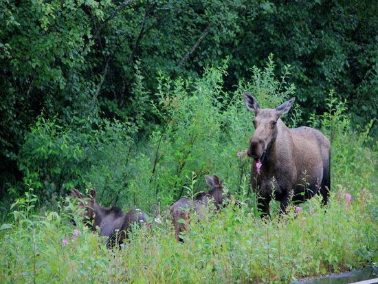 Familie Elch ist wieder komplett...