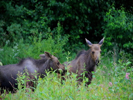 Was tönt denn da so laut...; wir fühlen uns gestört beim Nachtessen...
