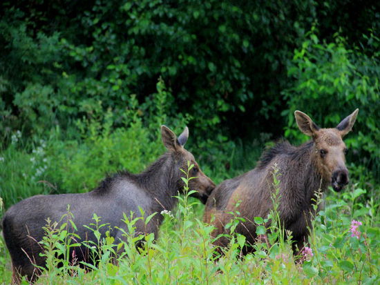 Ist uns zu blöd, komm wir hauen ab...