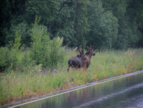 Im Galopp Richtung Wald...; nein - ist zu nass...