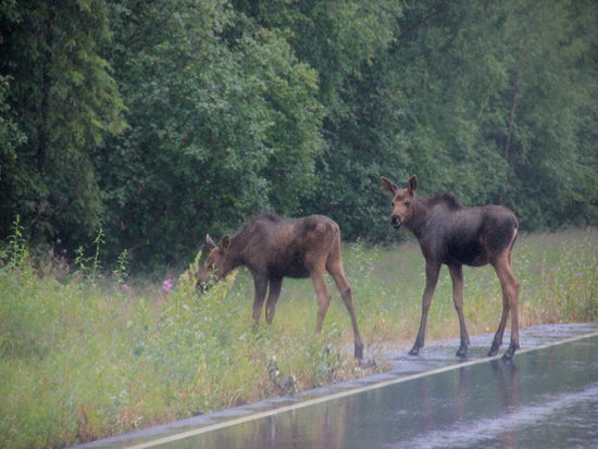 Wir sagen es aber Mutti...