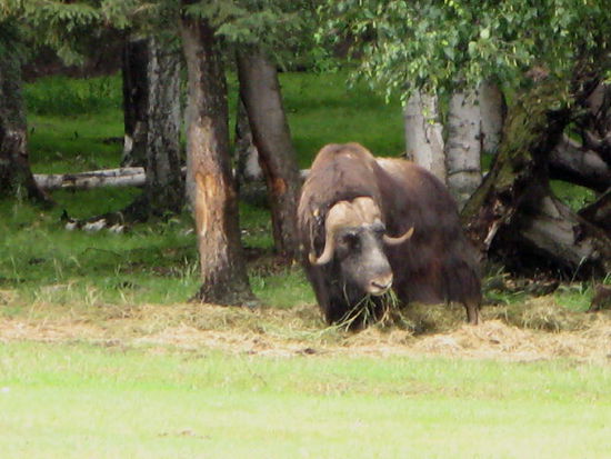 Hier finden wir die seltenen Moschusochsen, die nur vereinzelt im Norden anzutreffen sind...