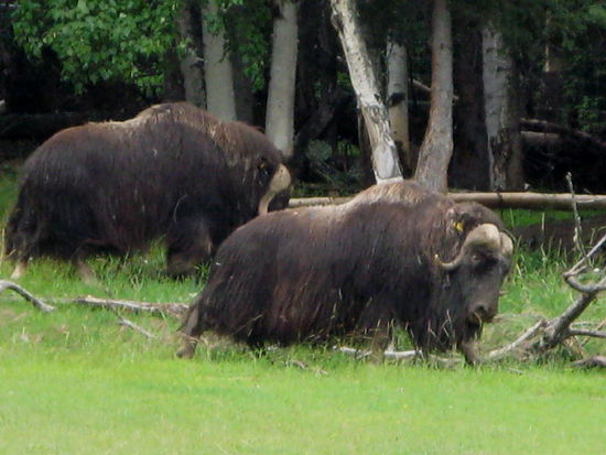 Interessante Tiere - die Hornunterseiten auf der Stirn sind gut gepolstert, damit das Hirn bei den Kämpfen nicht gequetscht wird...