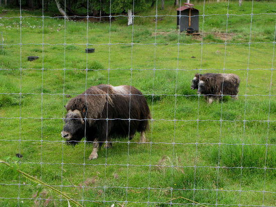 Auch für Nachwuchs ist gesorgt...