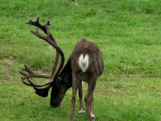 Das Rentier oder Ren mit der schönen Schaufel in der Stirnmitte...