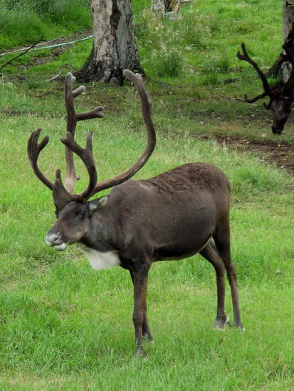 Je nach Jahreszeit wechseln die Tiere ihre Farbe - im Winter bis zu weiss...