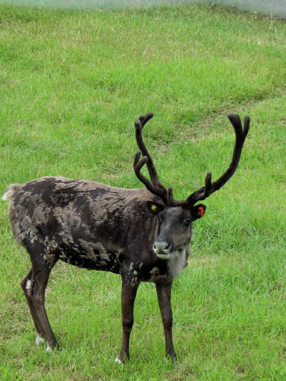 Das Karibu - wie die Uni-Mitarbeiterin uns erklärt, gibt es einen Unterschied zwischen Ren und Karibu - obwohl Wikipedia nur einen geografischen Unterschied macht...; das Karibu ist etwas kleiner und hat eine andere Stirnschaufel...; beide Tierarten gehören zur Familie der Hirsche - übrigens auch die Elche...