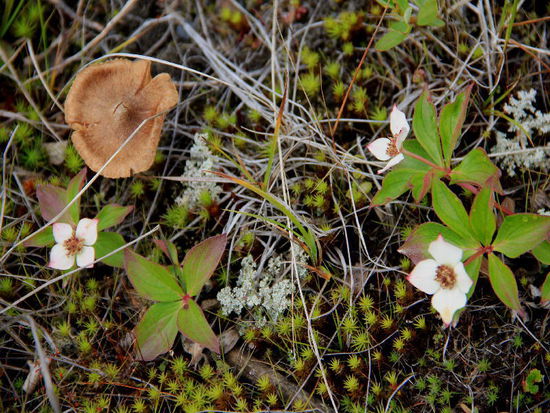 Statt ständig in den Himmel zu gucken, richtet sich der Blick auf den Boden...