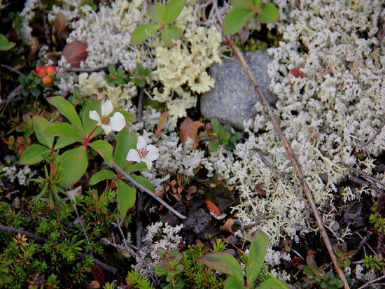 Pilze, Moose, Flechten und die ersten Preiselbeeren...