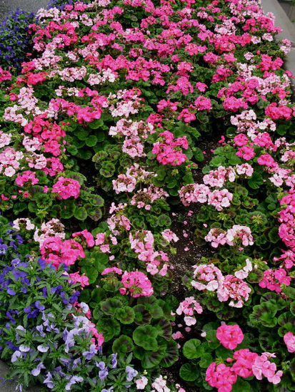 Viele Blumen zieren die Stadt...; im Winter gibt es bis zu 4 m Schnee...