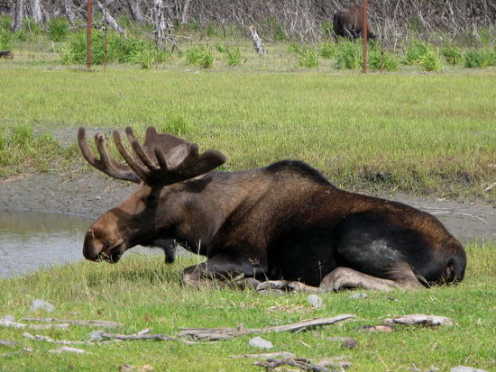Auf diesen Anblick haben wir schon lange gewartet - Herr Elch...!