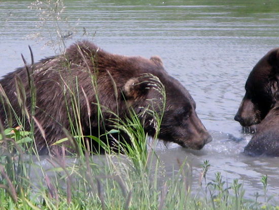 Meister Pezz - mit seinem Spielgefährten...; die beiden Grizzlys sind 8 und 12 Jahre alt...