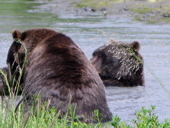 Die beiden  zerren an einem Holzstock im Wasser - wer weiss, vielleicht ist ja was Fressbares darunter...