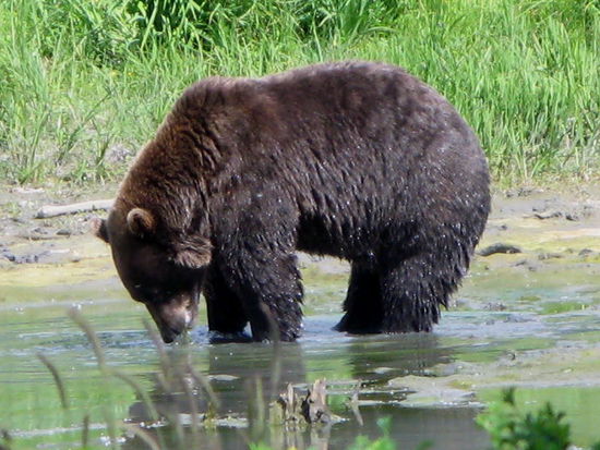 Sucht aber trotzdem im Wasser...