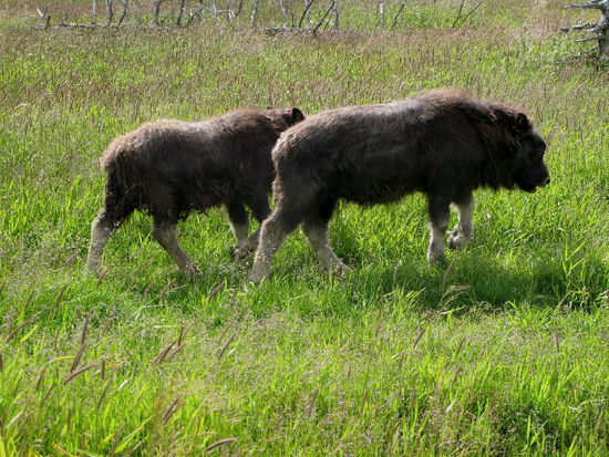 Zwei junge Moschusochsen im zarten Alter von 2 Monaten...