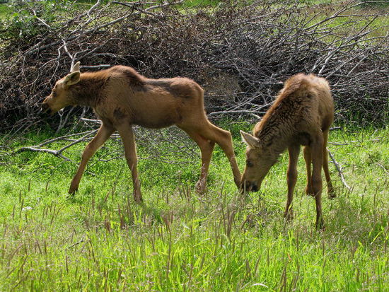 Mit dabei - 2 Elchbabys ca. 2,5 Monate alt...