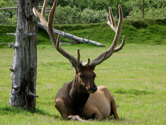 Der stolze Wapiti oder Weisswedel Hirsch...