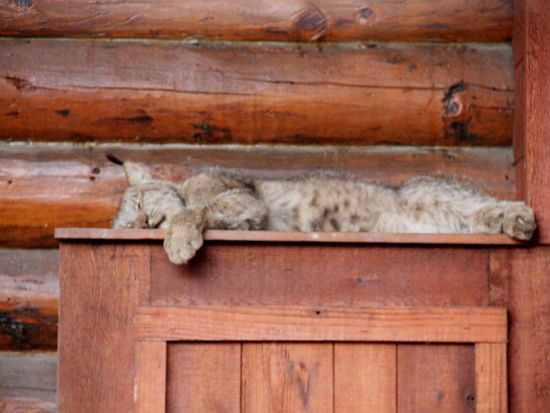 Der Luchs beim Mittagsschläfchen...
