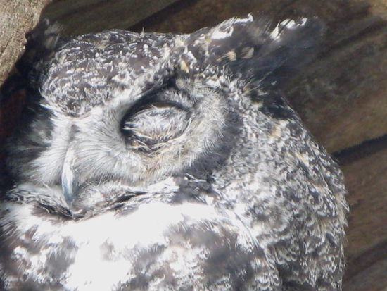 Die Eule wartet auf die Nacht...