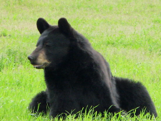 Von Angesicht zu Angesicht mit dem Schwarzbären...