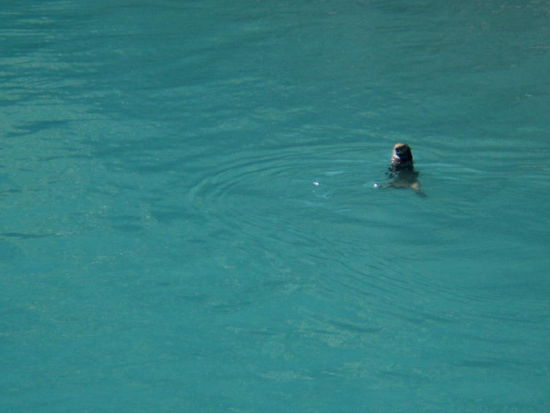 Ein Seeotter spielt zur Freude der Passagiere im Wasser...